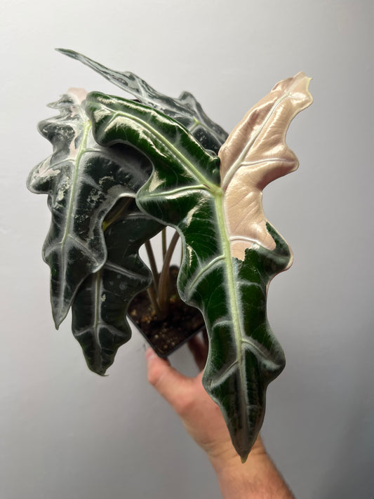 Alocasia Sanderiana 'Nobilis' Pink Variegated - Rare Aroid #1