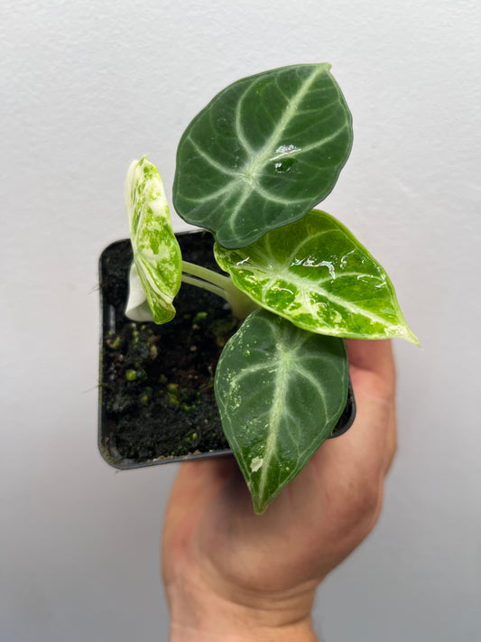 Alocasia Ninja Albo variegated #2