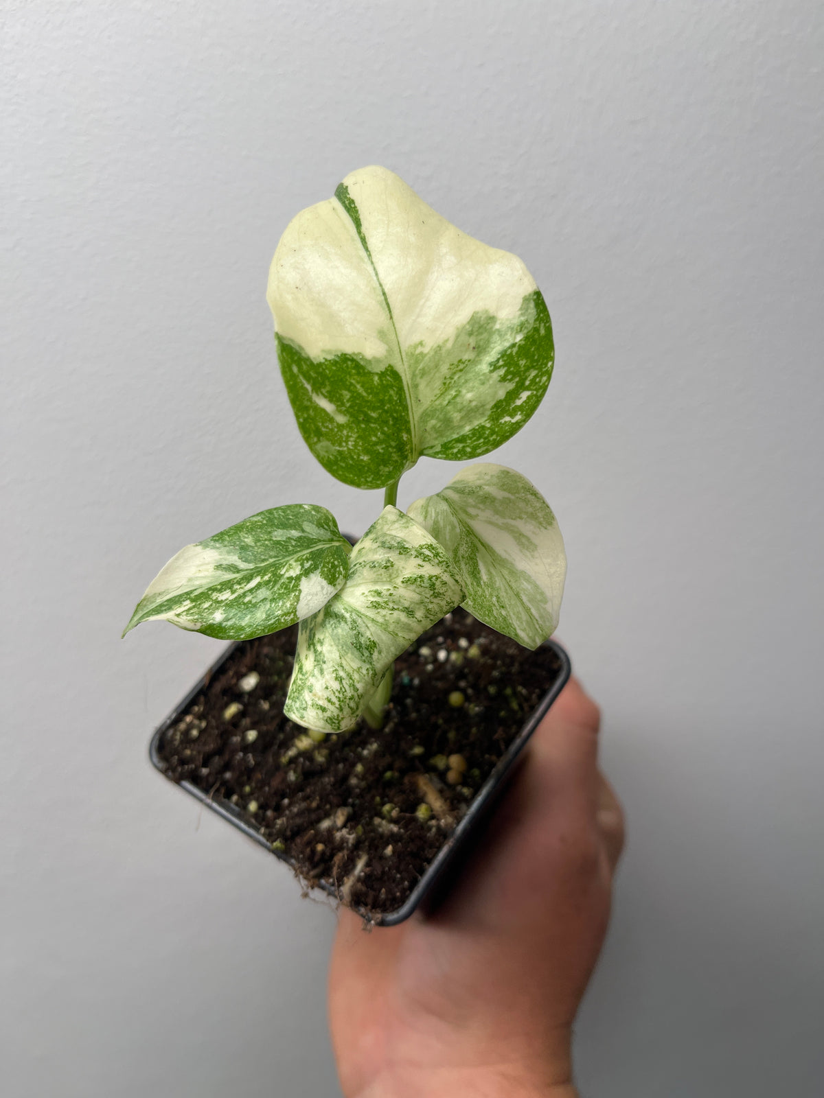 Monstera Thai Constellation Crème Brûlée - Rare Monstera