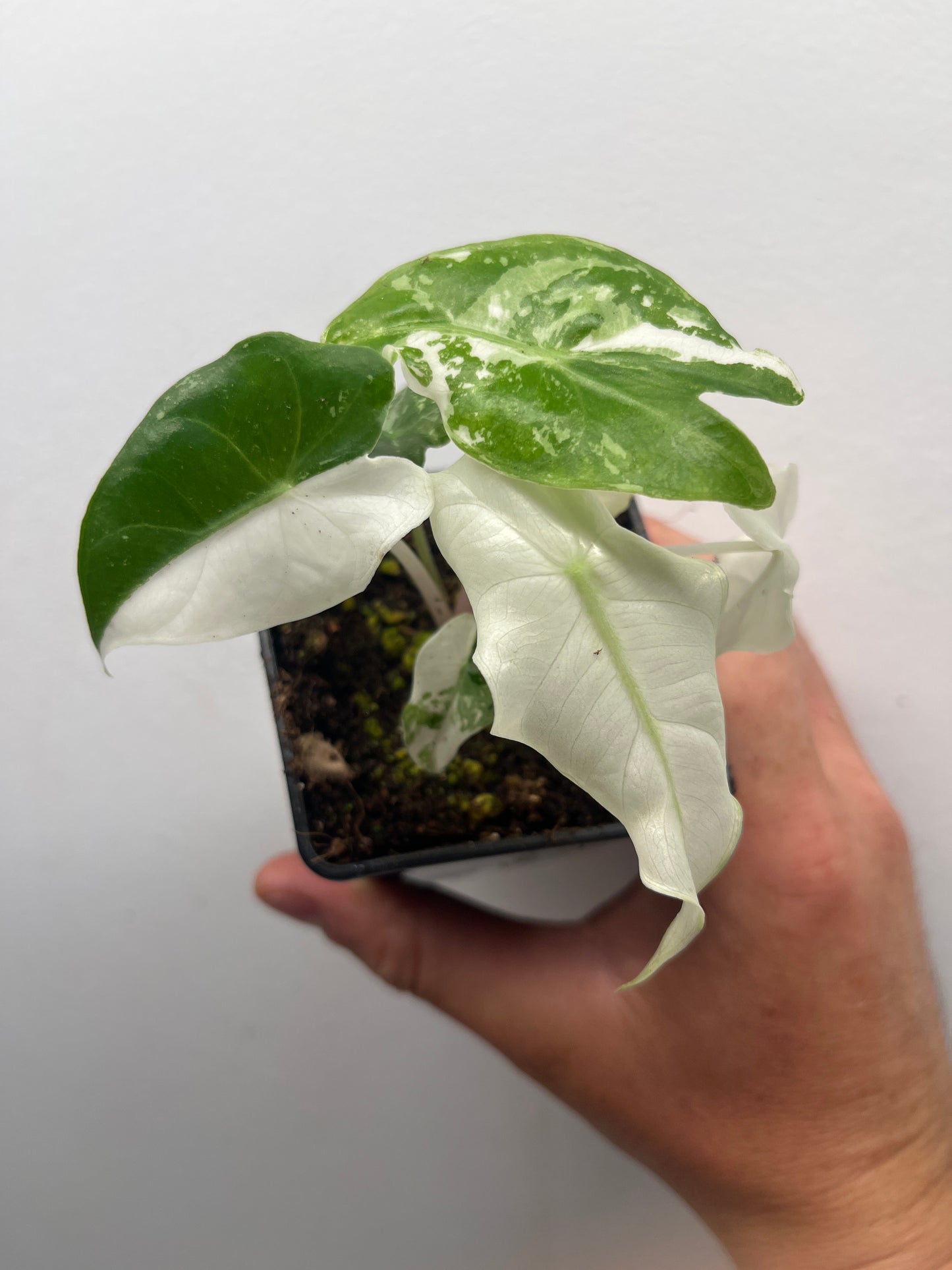 Alocasia Pink Dragon Albo variegated