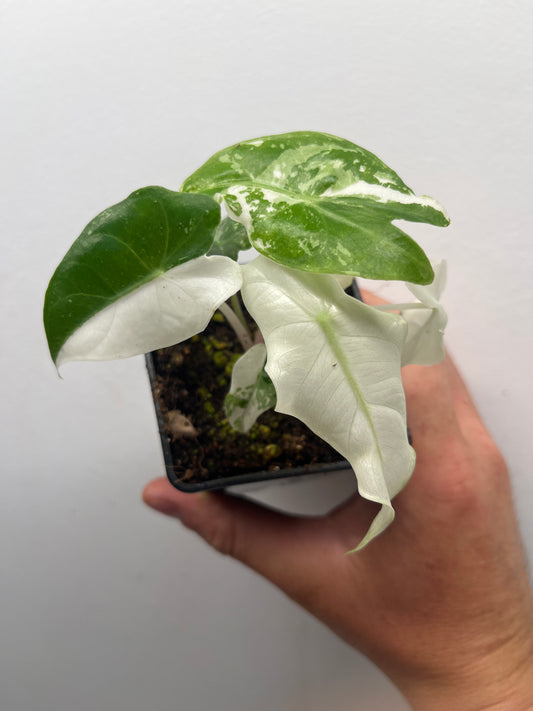 Alocasia Pink Dragon Albo variegated