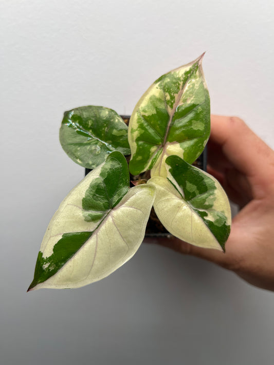 Alocasia Yucatan Princess Albo / Pink variegated #1