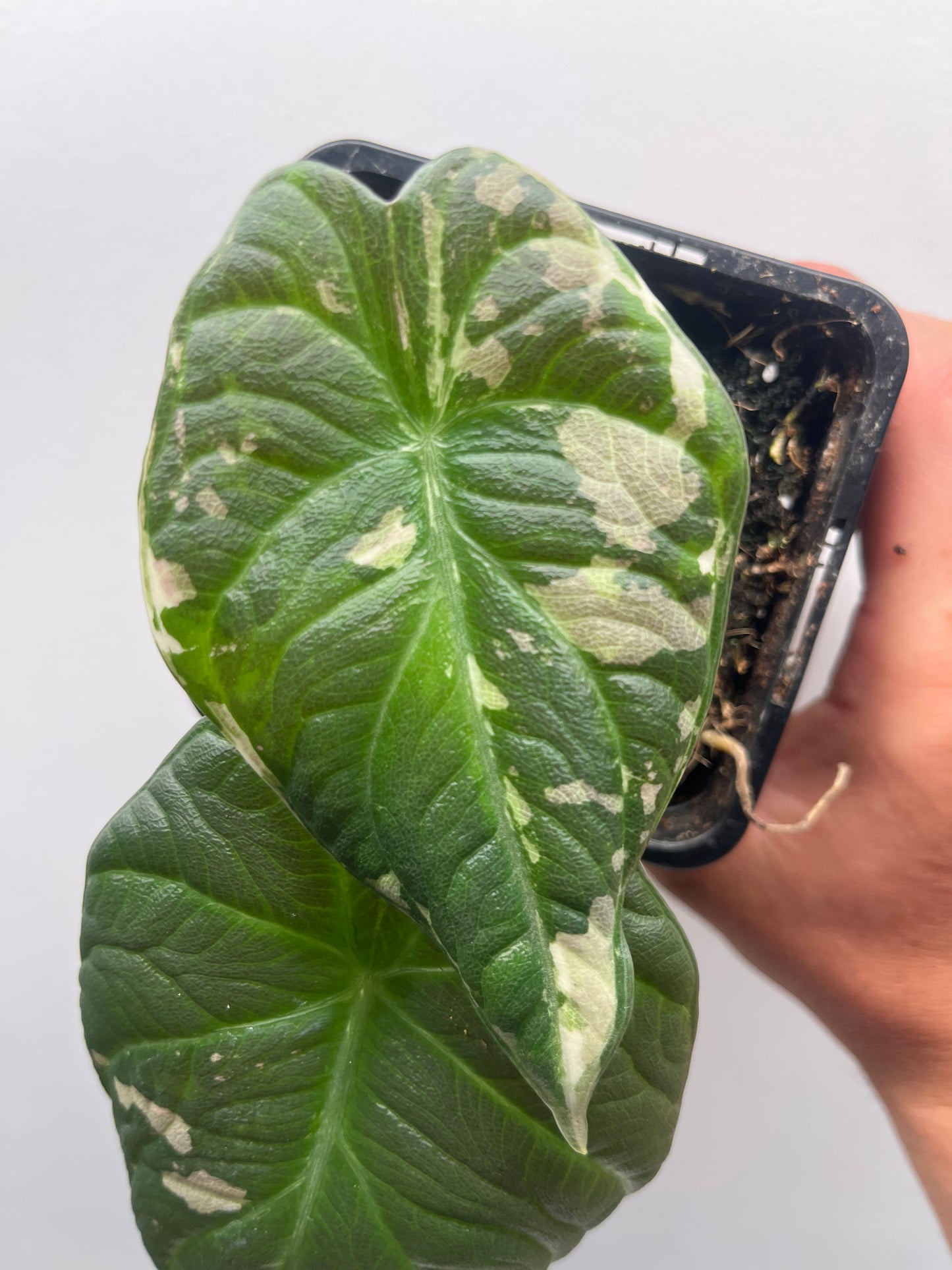 Alocasia Maharani albo variegated #1