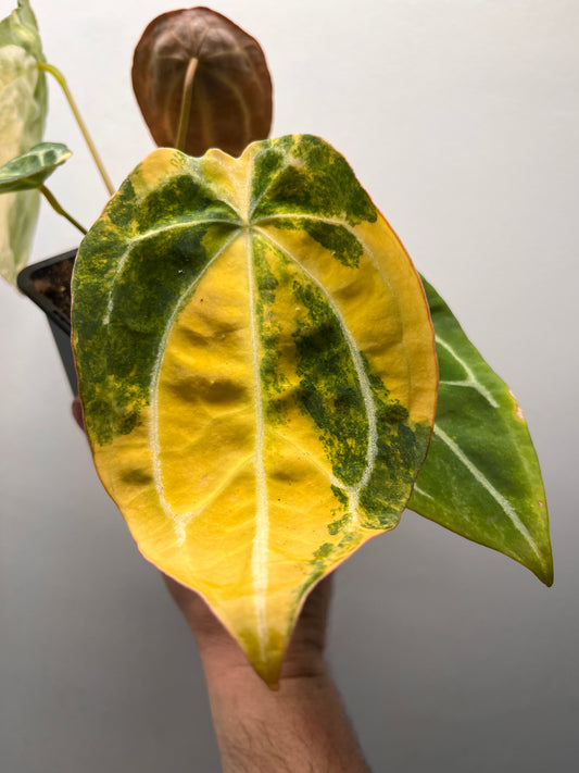 Anthurium Forgetii Hybrid Variegated - Rare Collector Plant