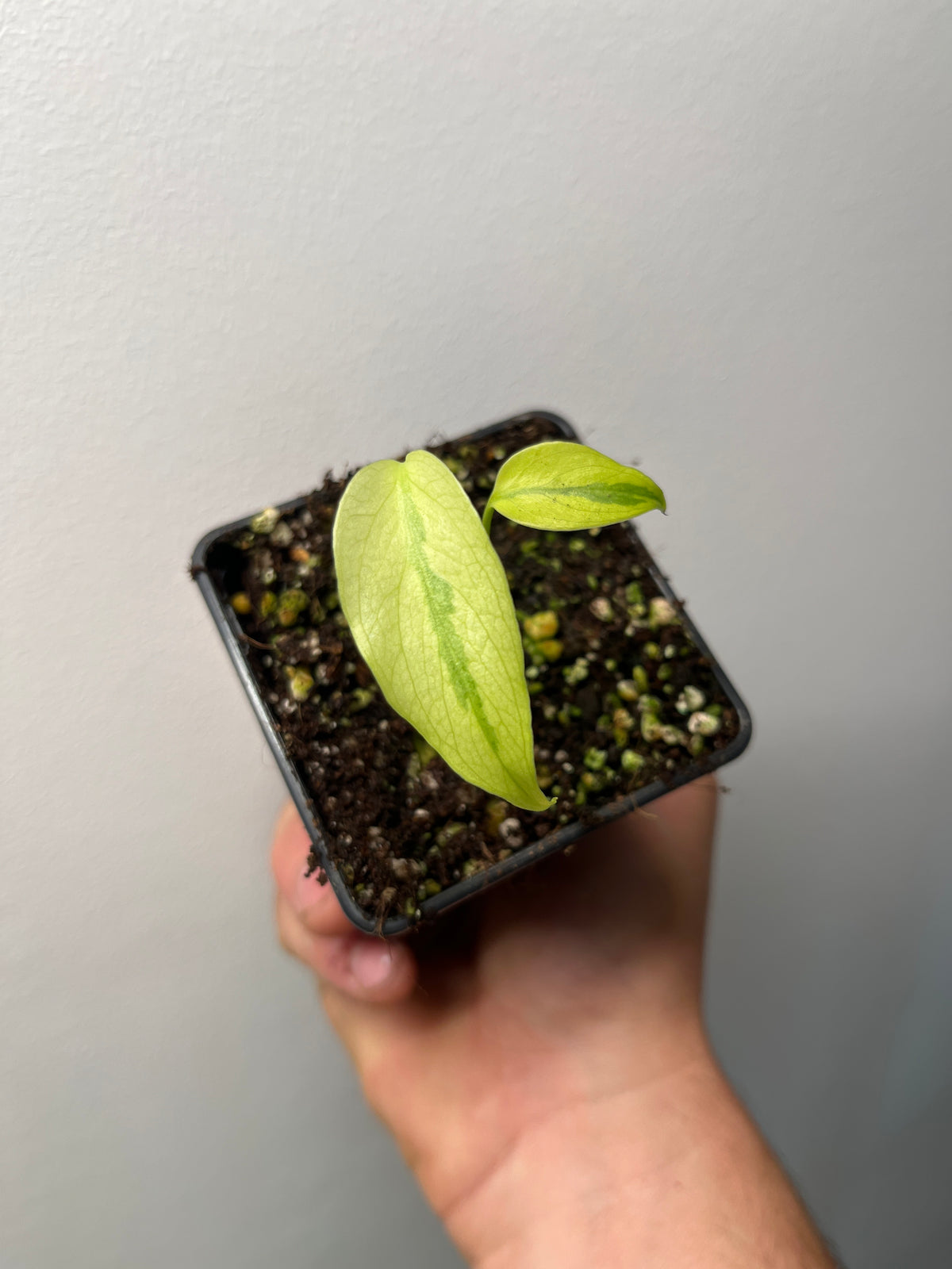 Monstera Deliciosa Melancholy - Rare Variegated Monstera