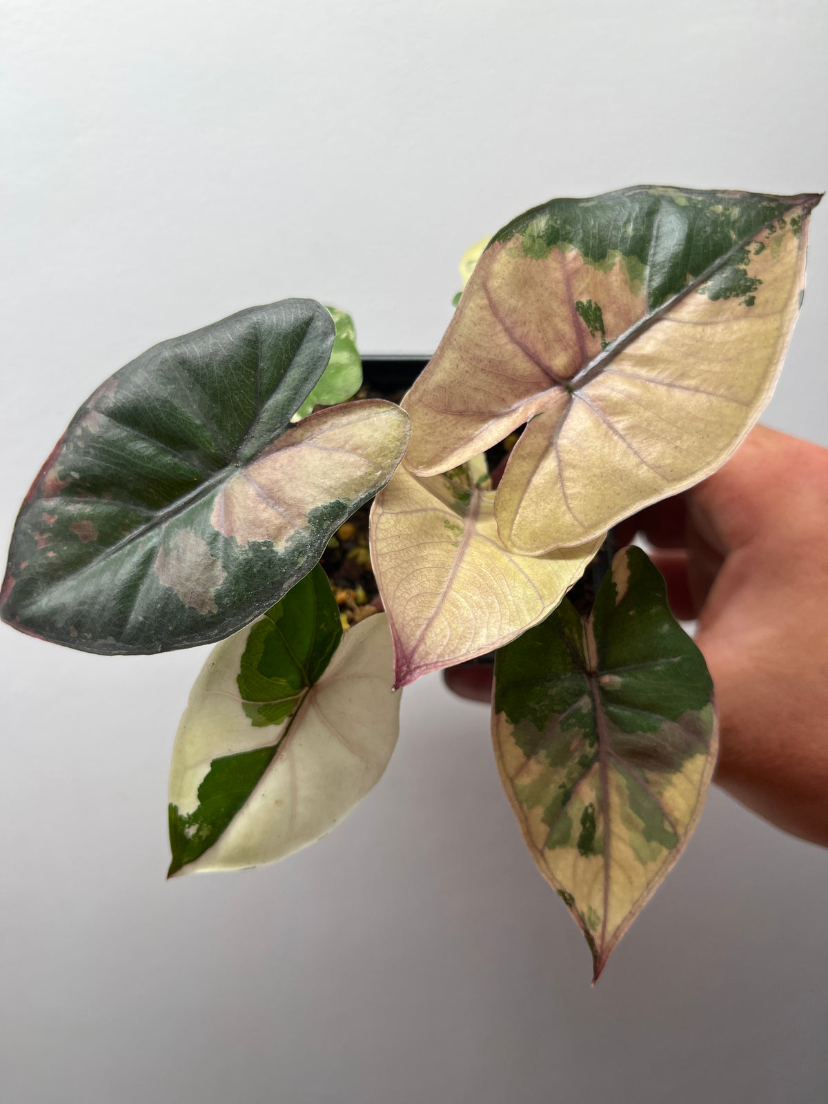 Alocasia Yucatan Princess Pink Variegated - Rare Aroid #1