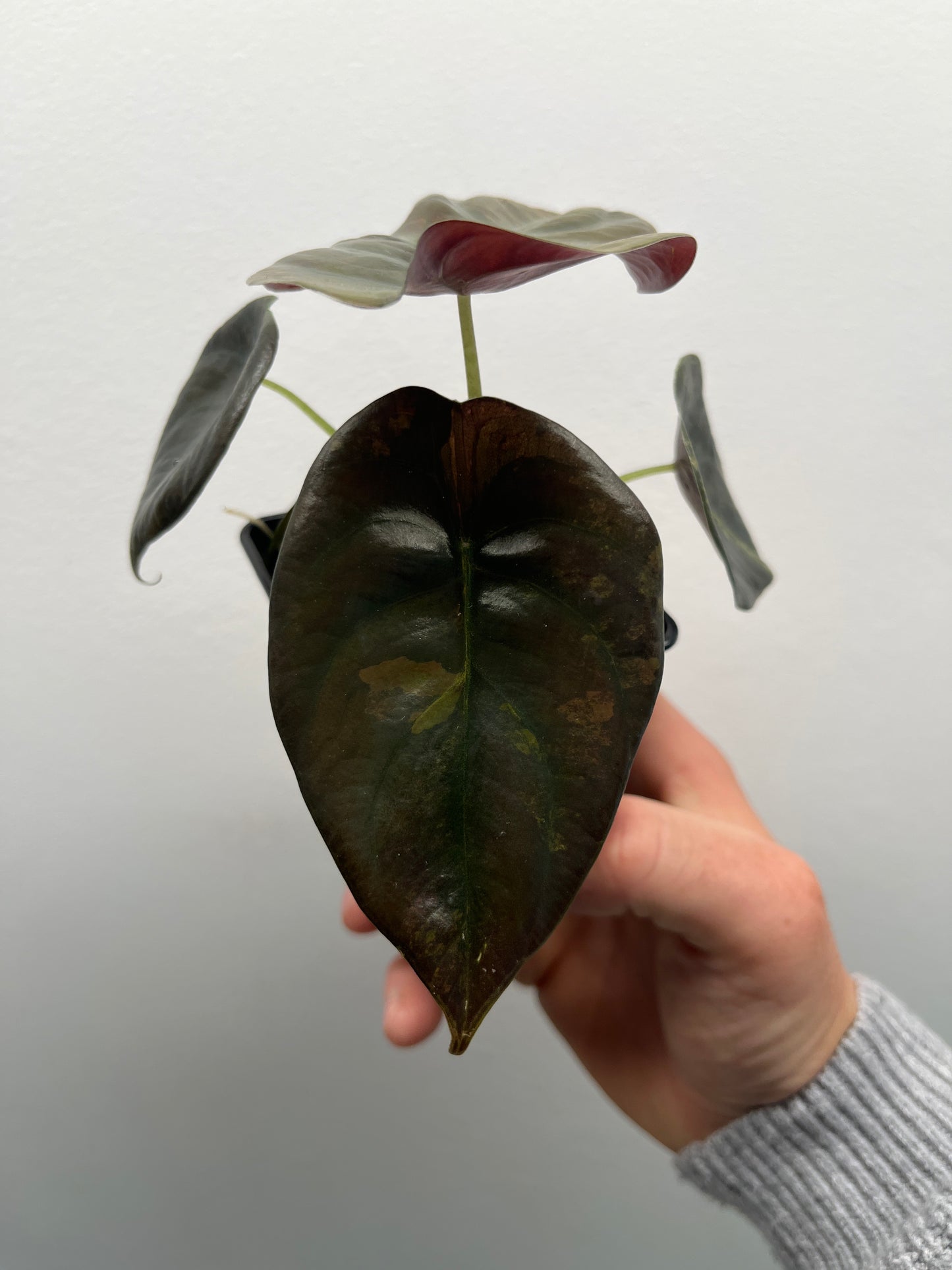 Alocasia Cuprea latte gold aurea variegated #6