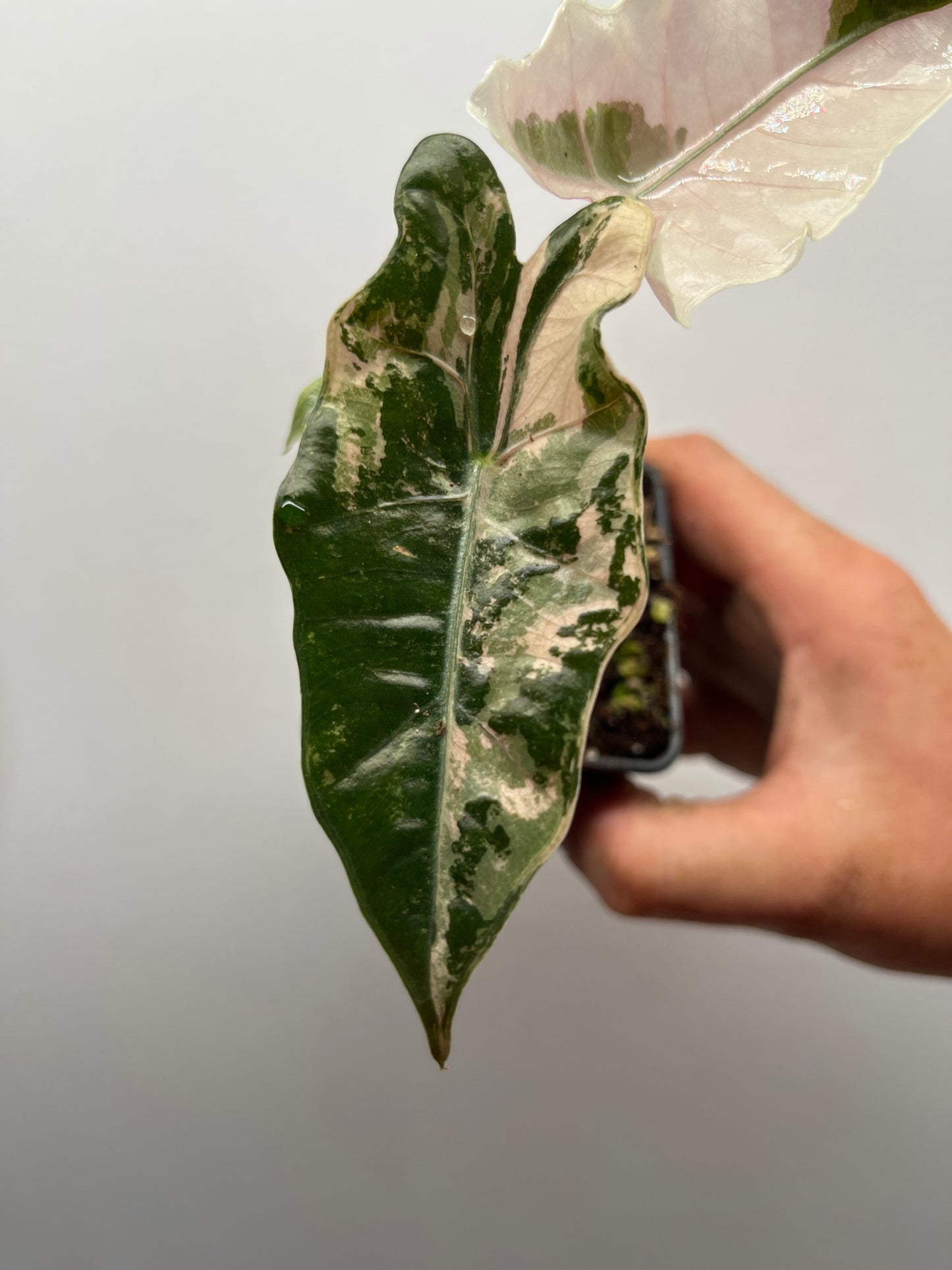 Alocasia pseudo Sanderiana pink variegated #2