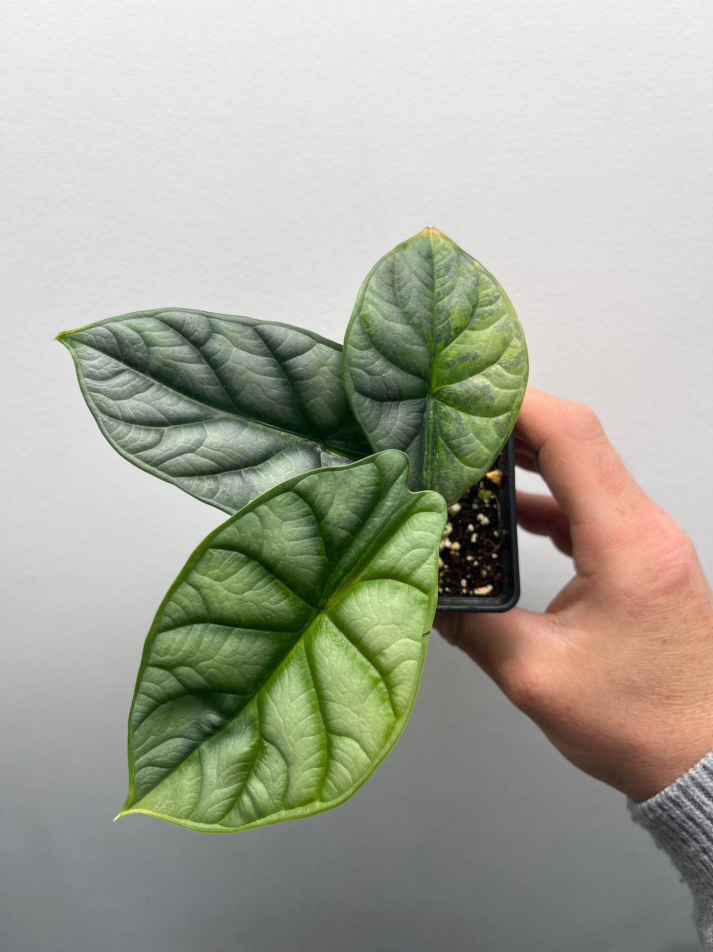 Alocasia Silver dragon aurea variegated #2