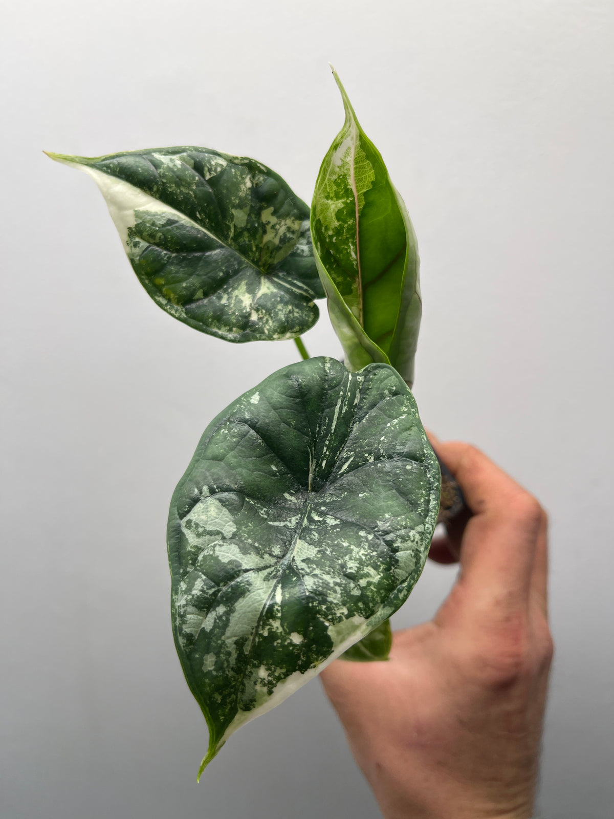 Alocasia Dragon Scale Albo Variegated - Rare Aroid