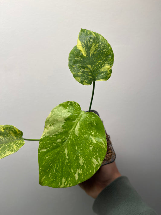 Monstera Deliciosa Electrolyte - Rare Variegated Monstera #1