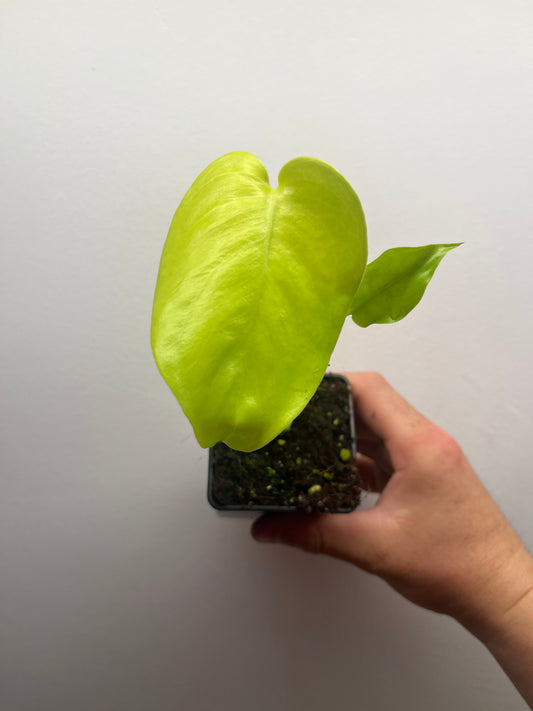 Monstera Deliciosa Lemon Lime Full Cheese Variegated #1