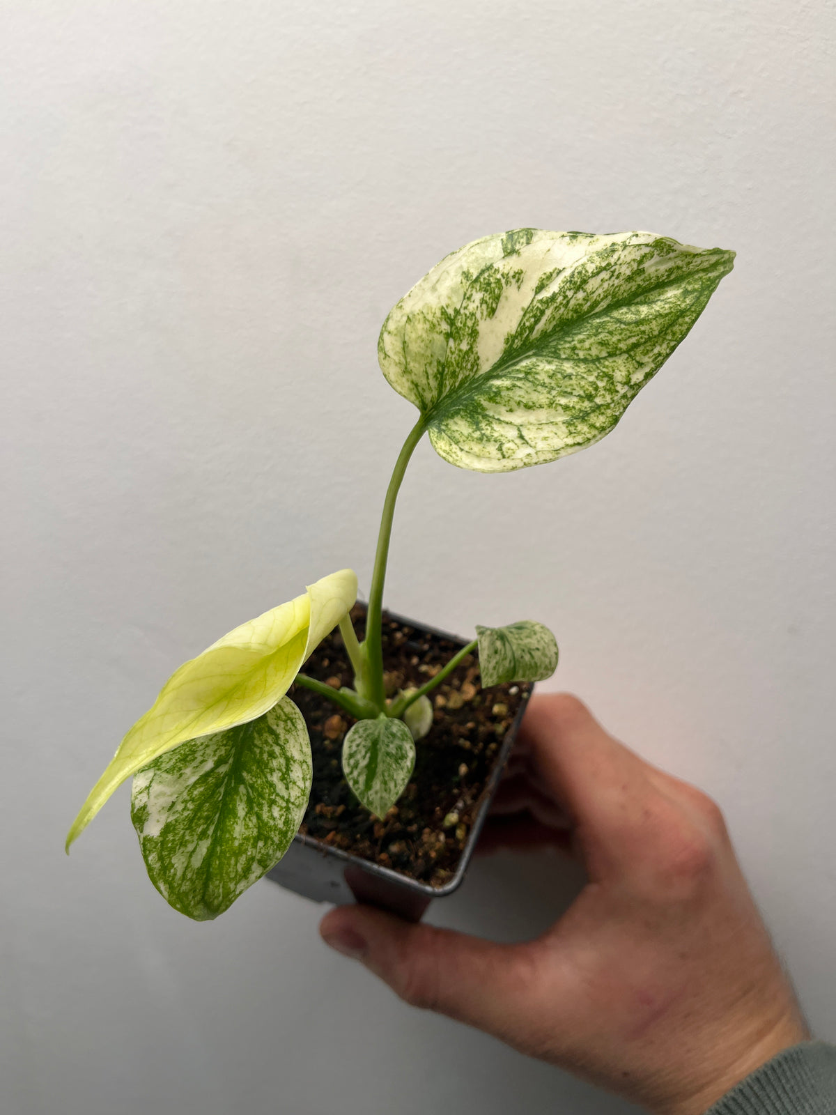 Monstera Deliciosa White Monster - Rare Variegated Monstera