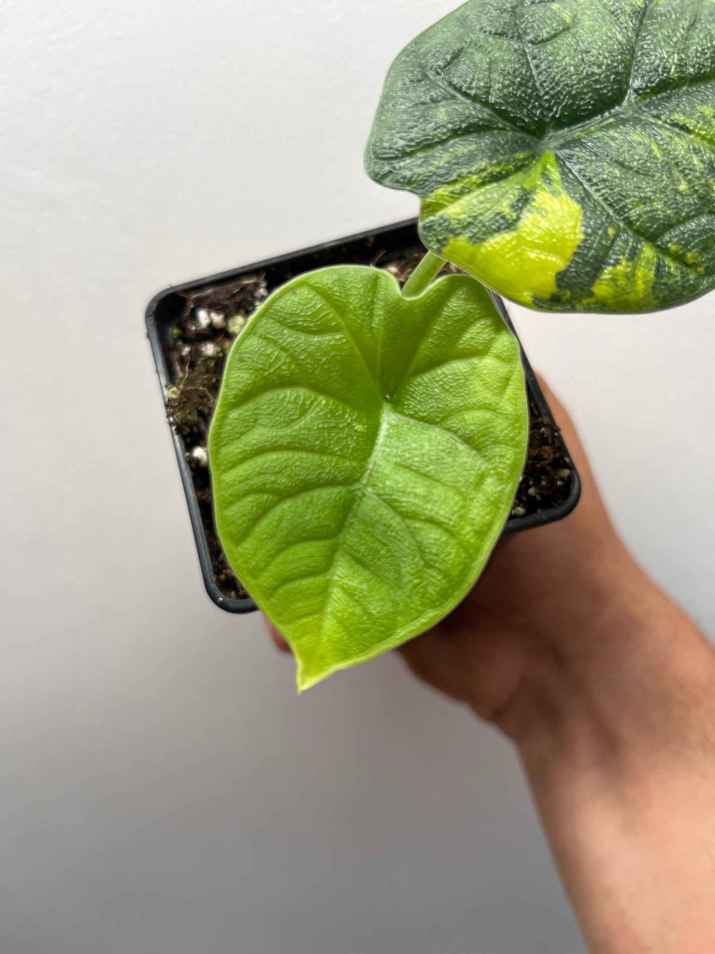 Alocasia Melo aurea variegated #1