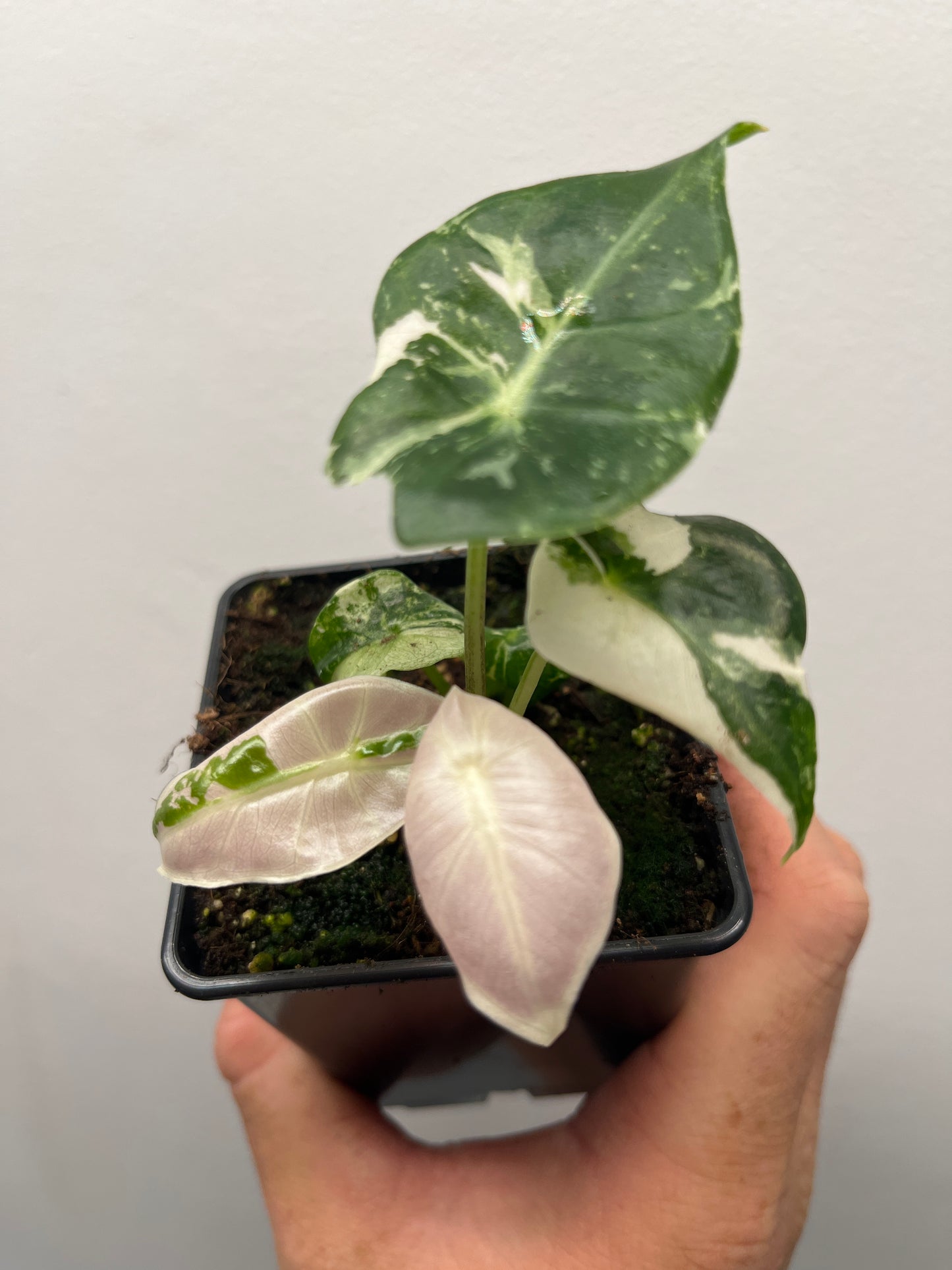 Alocasia Black Satun pink variegated #3 🦄