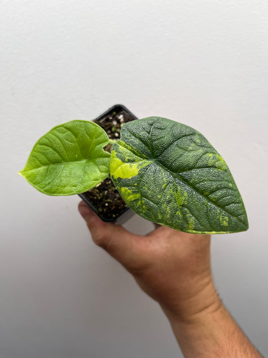 Alocasia Melo aurea variegated #1