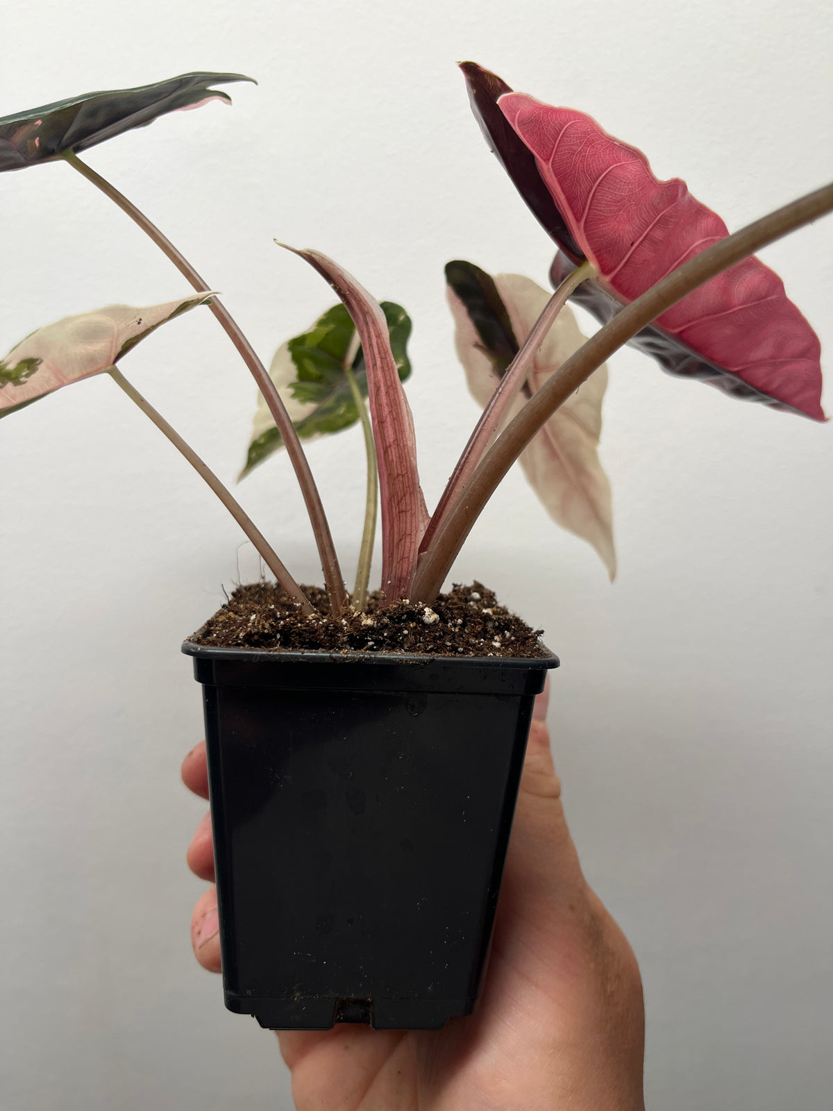 Alocasia Chantrieri Pink Variegated - Rare Variegated Aroid #2