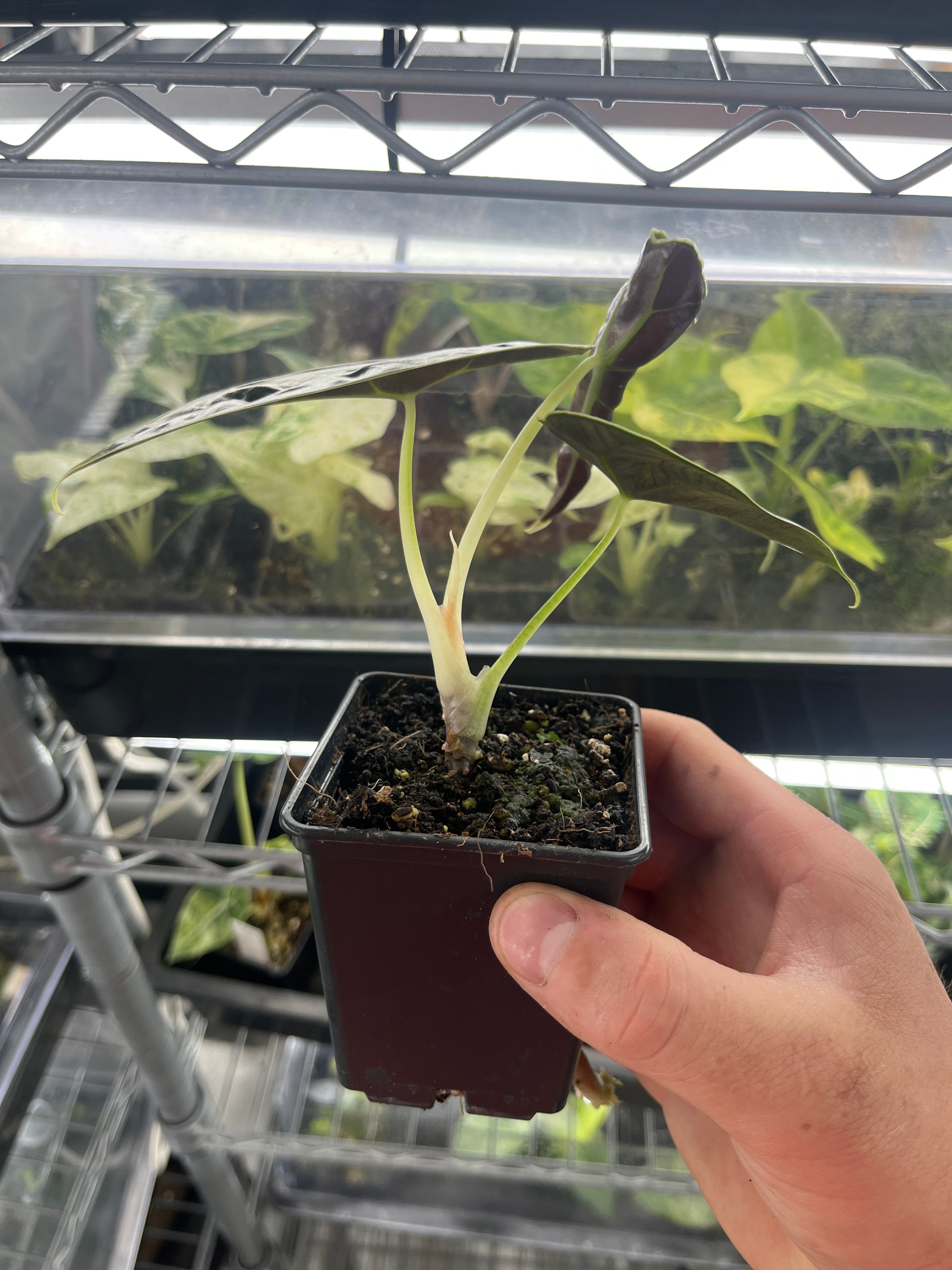 い*こ様 2 Alocasia azlanii aurea Alocasia Azlanii aurea variegated