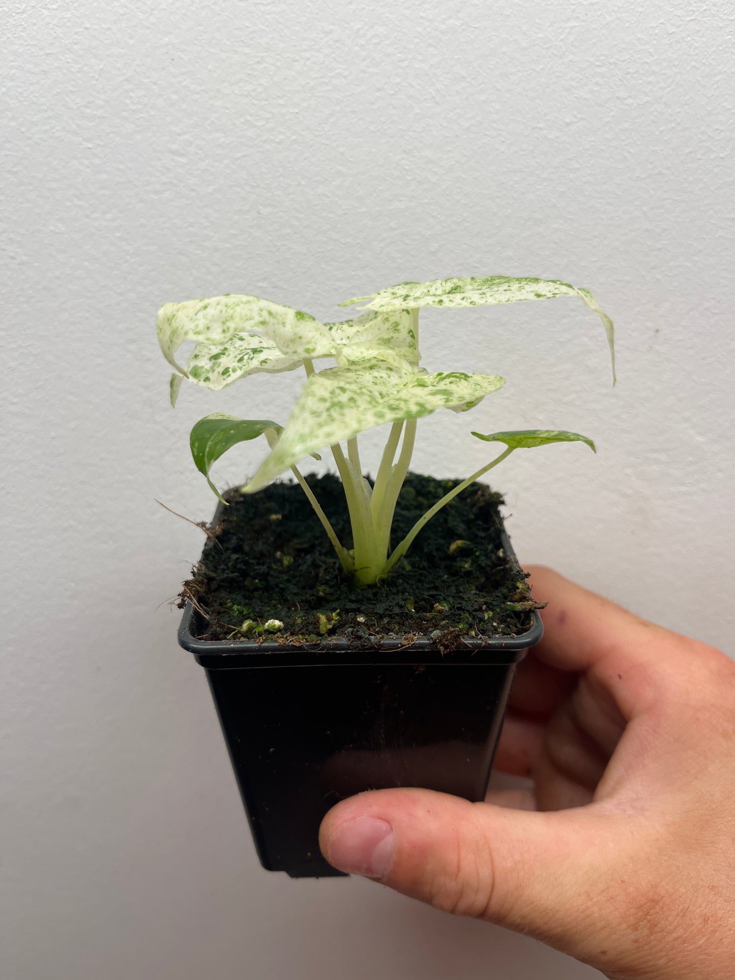 Alocasia Odora batik