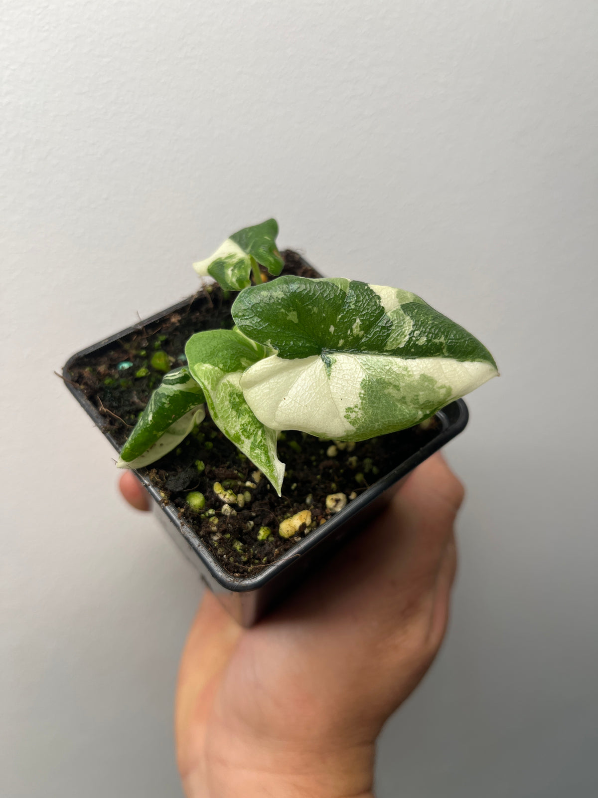 Alocasia Melo Albo Variegated - Rare Variegated Aroid