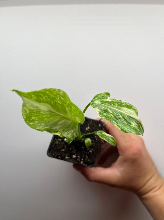 Monstera Deliciosa Electrolyte #1