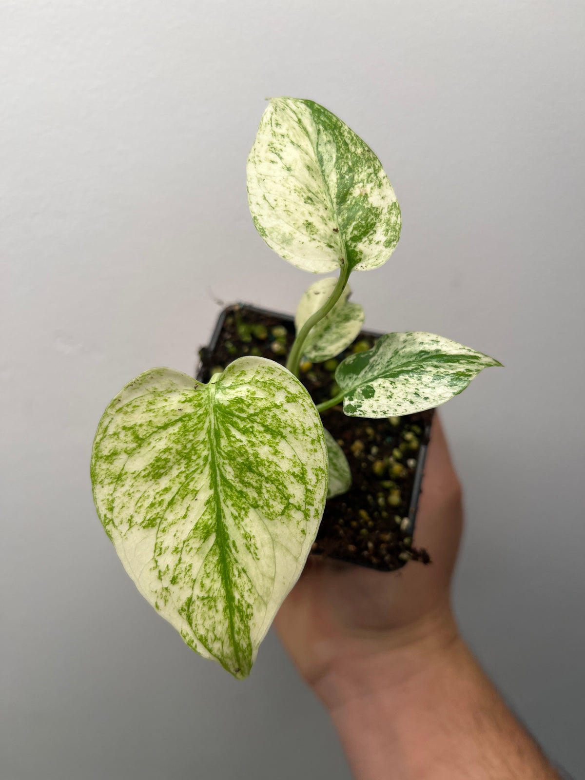 Monstera Deliciosa Star Shadow - Rare Variegated Monstera