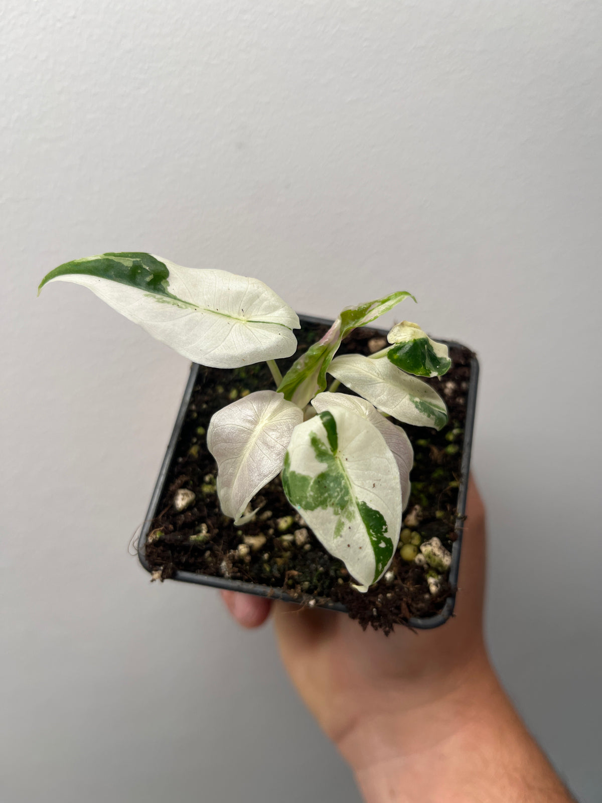 Alocasia Black Satun pink variegated