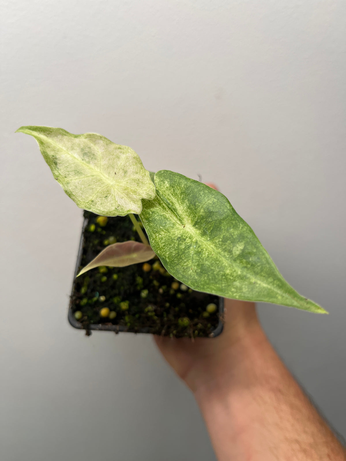 Alocasia Black Satun Stardust Variegated - Rare Aroid
