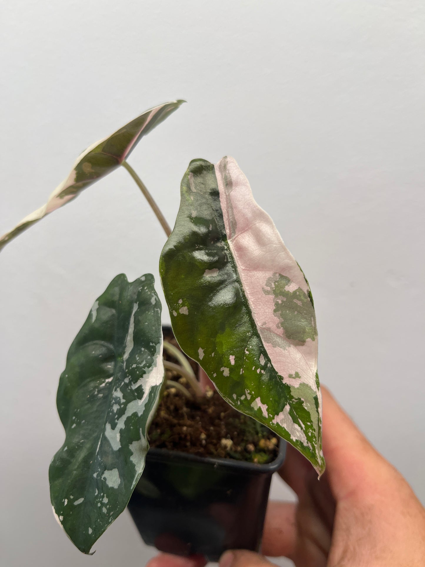 Alocasia Chantrieri pink variegated #2