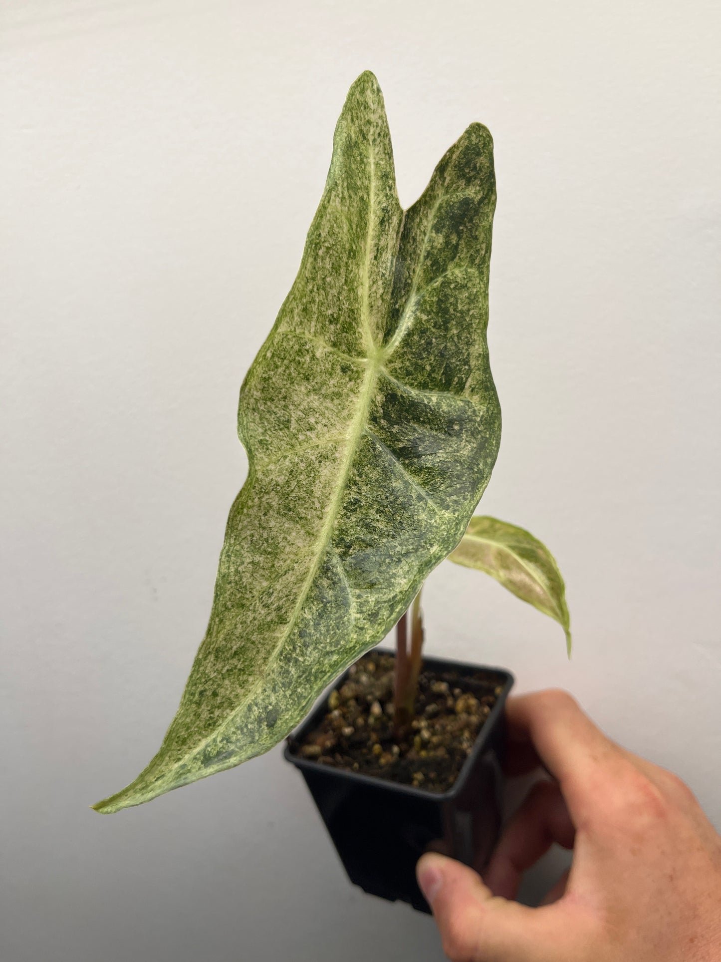 Alocasia Black Satun stardust variegated #1
