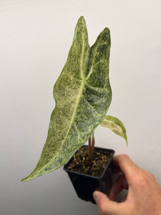 Alocasia Black Satun stardust variegated #1