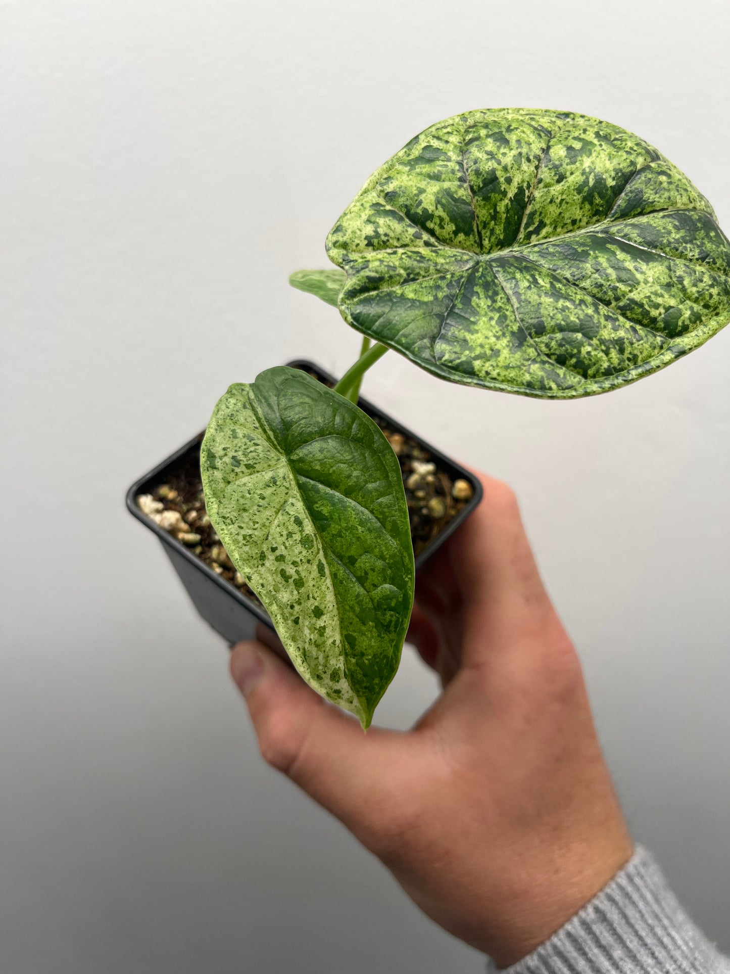 Alocasia Dragon scale mint variegated