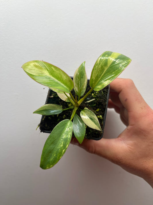 Philodendron Atabapoense Pink Variegated #2
