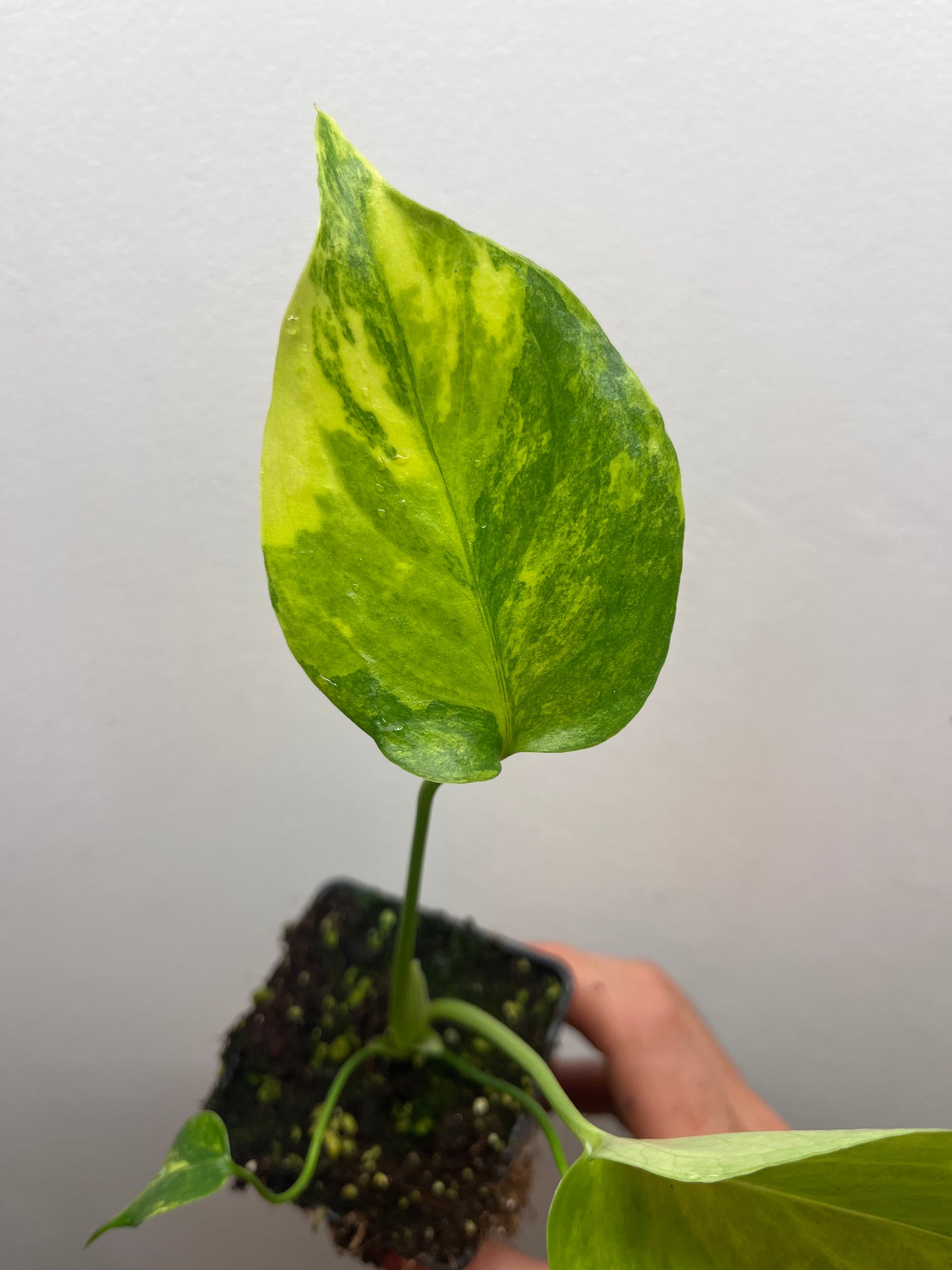 Monstera Deliciosa Yellow Marilyn #3