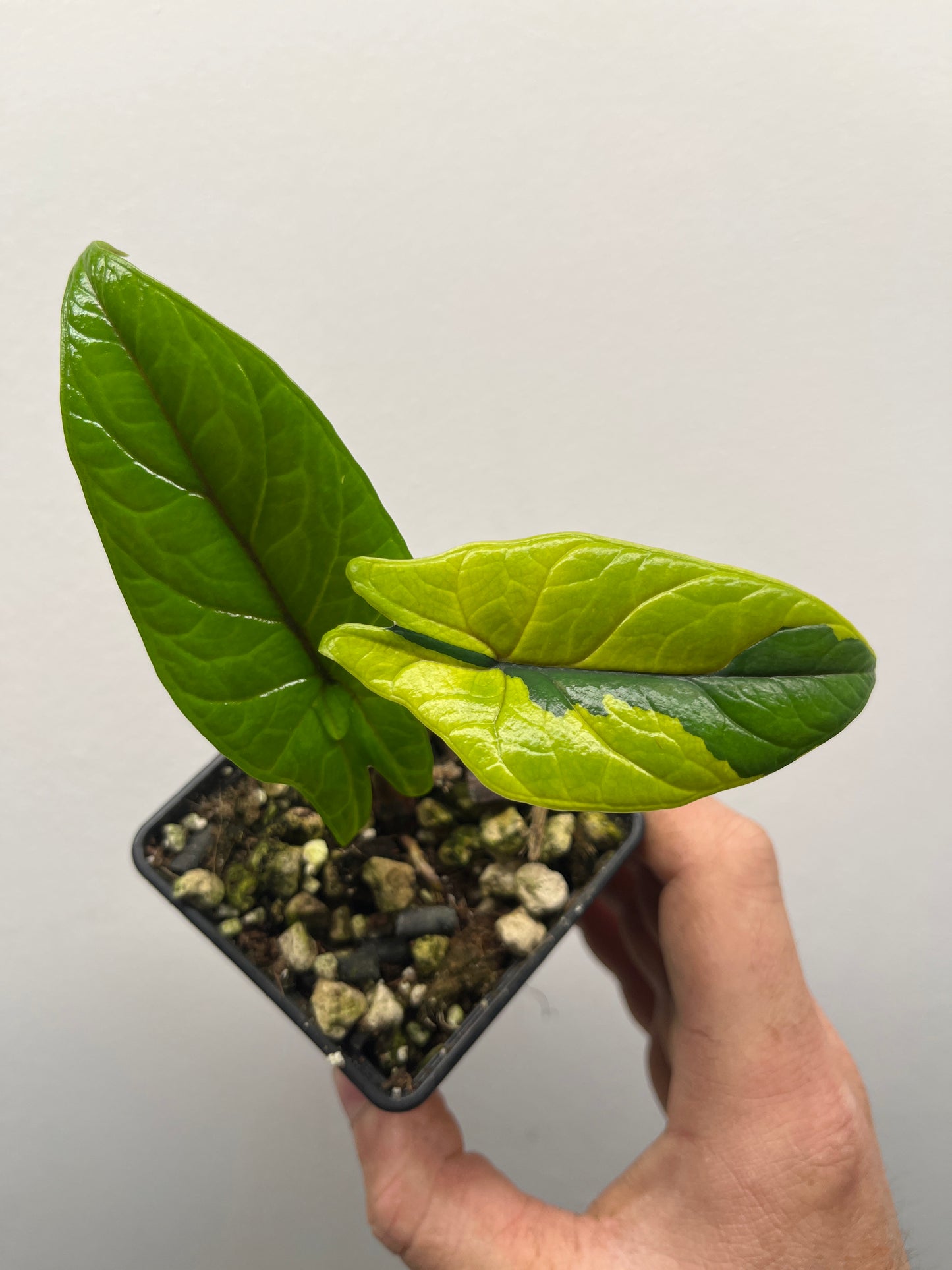 Alocasia Scalprum aurea variegated #1