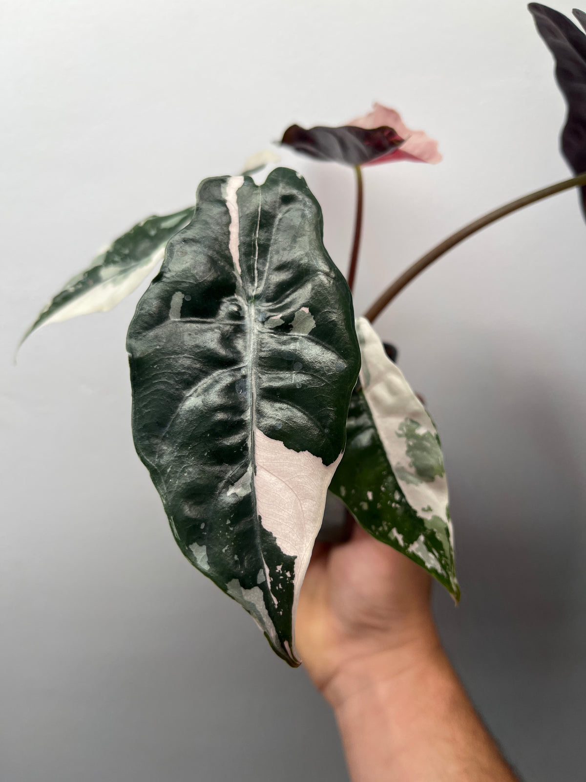 Alocasia Chantrieri Pink Variegated - Rare Variegated Aroid #2