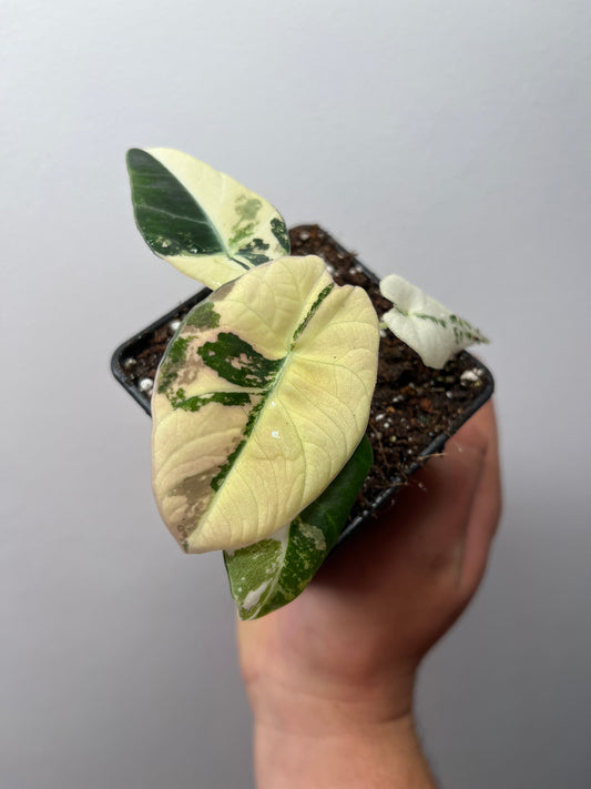 Alocasia Black Velvet Pink Variegated - Rare Aroid