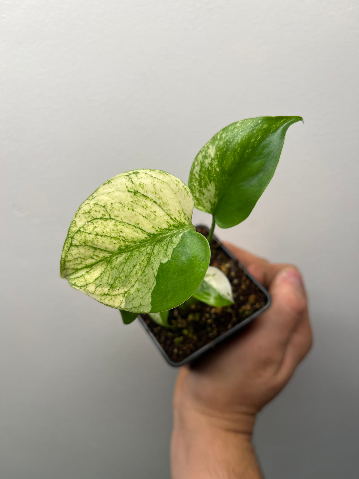 Monstera Deliciosa Star Shadow - Rare Variegated Monstera