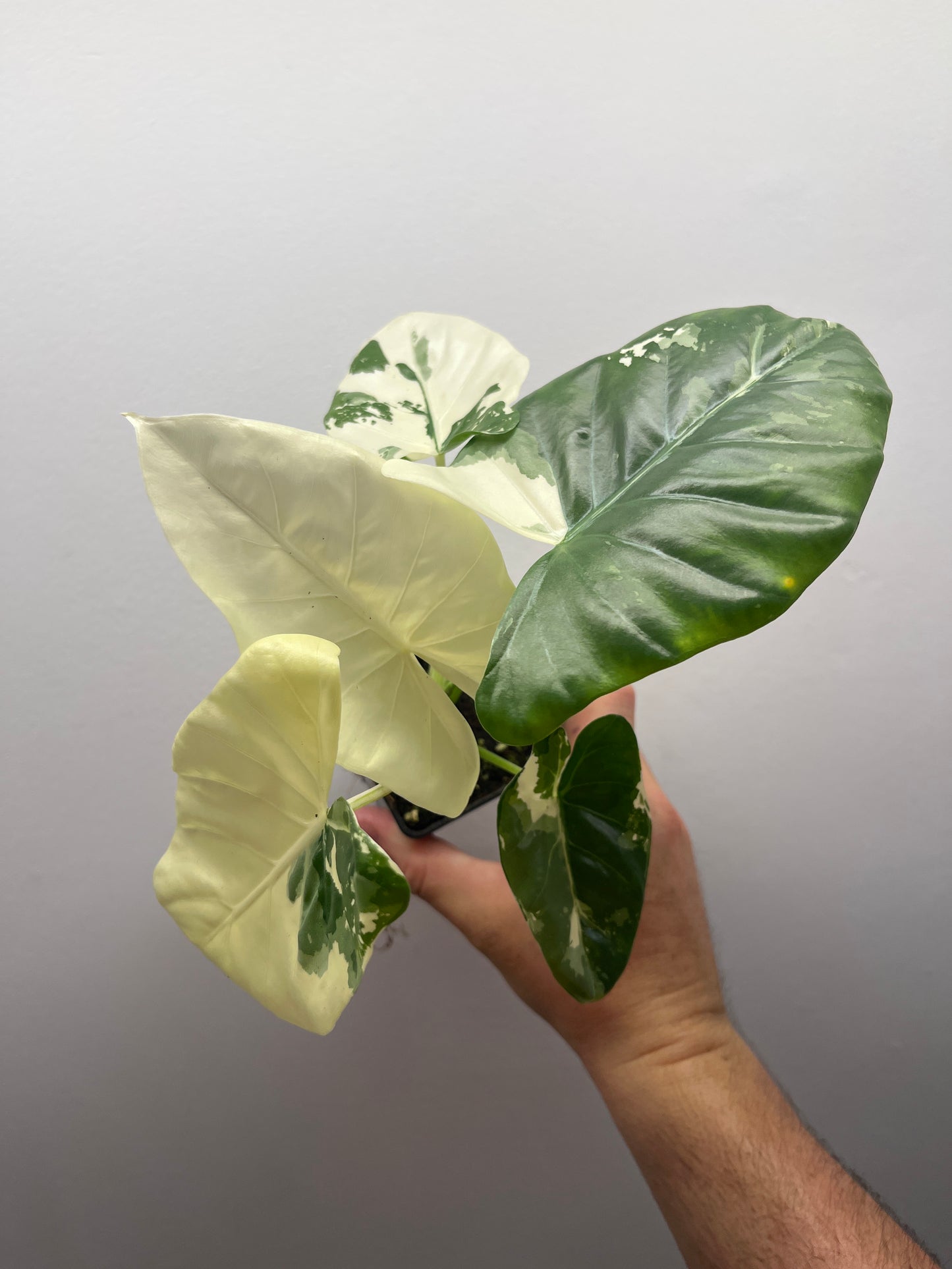 Alocasia Macrorrhiza albo variegated