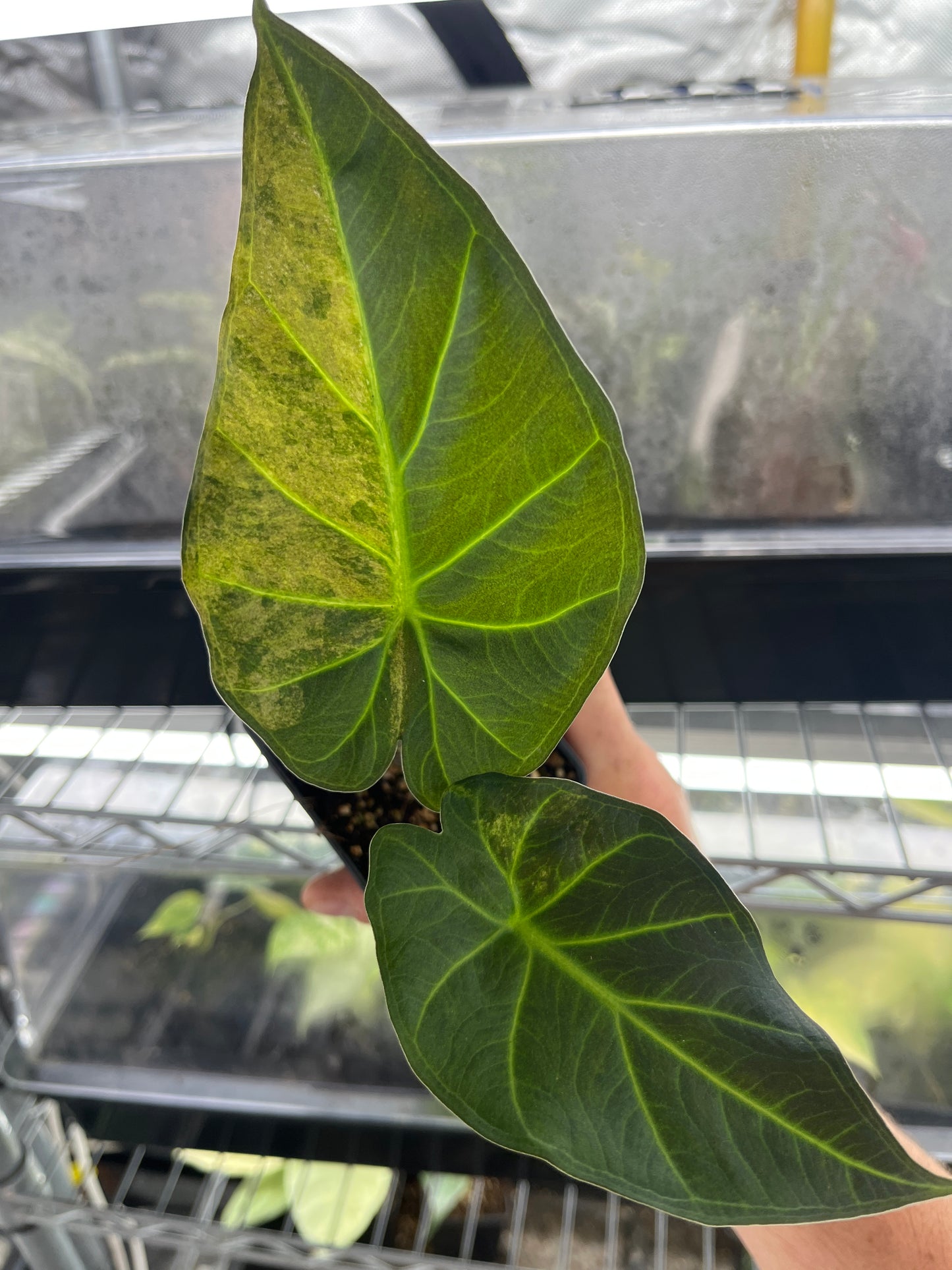 Alocasia Regal shields aurea variegated #1