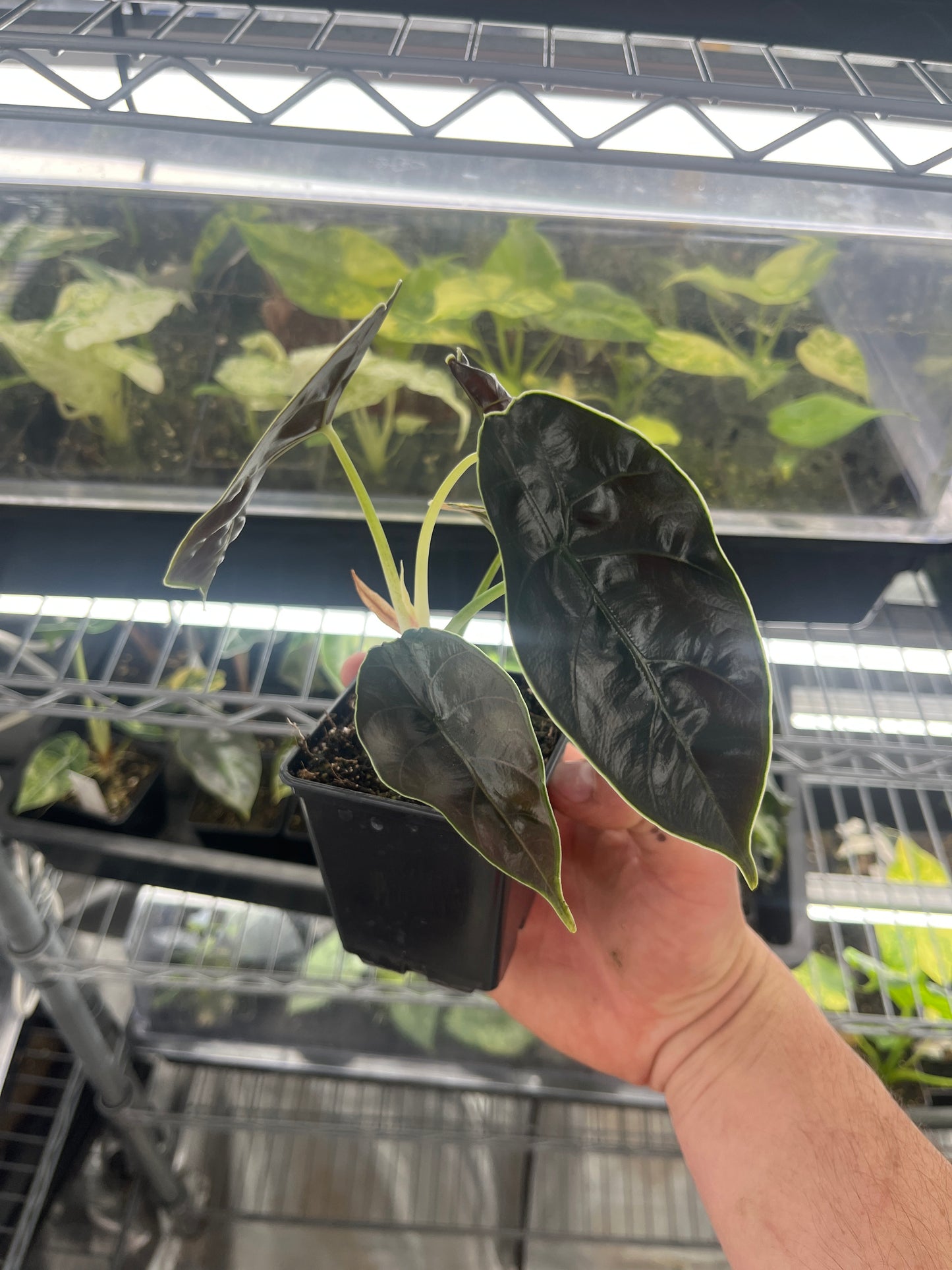 Alocasia Azlanii aurea variegated #5