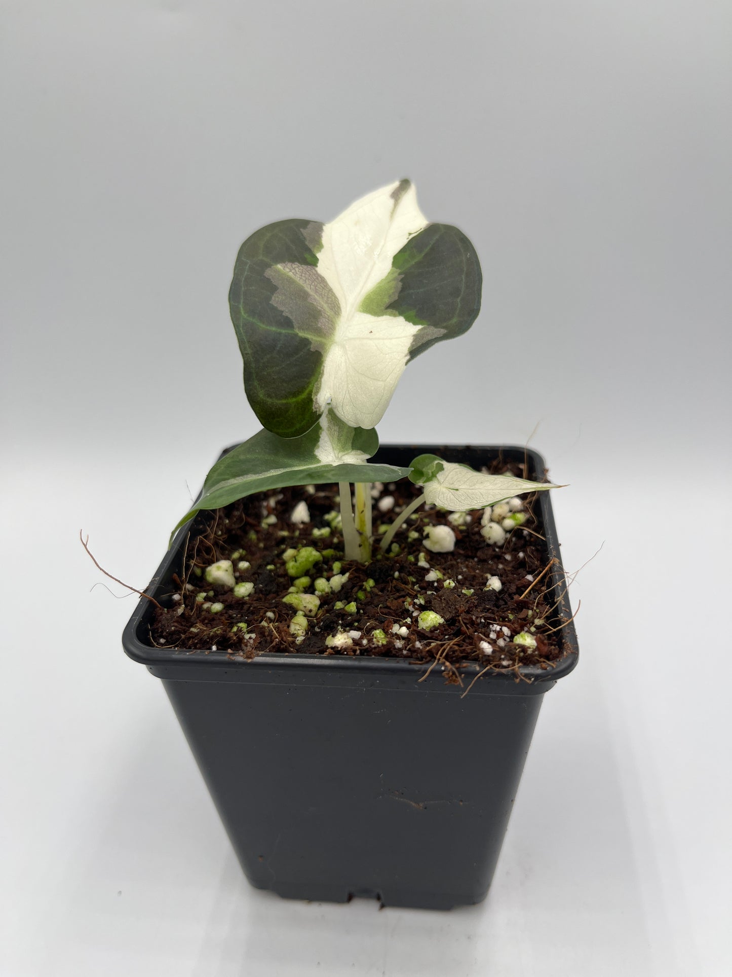Alocasia Regal shields albo variegated #5