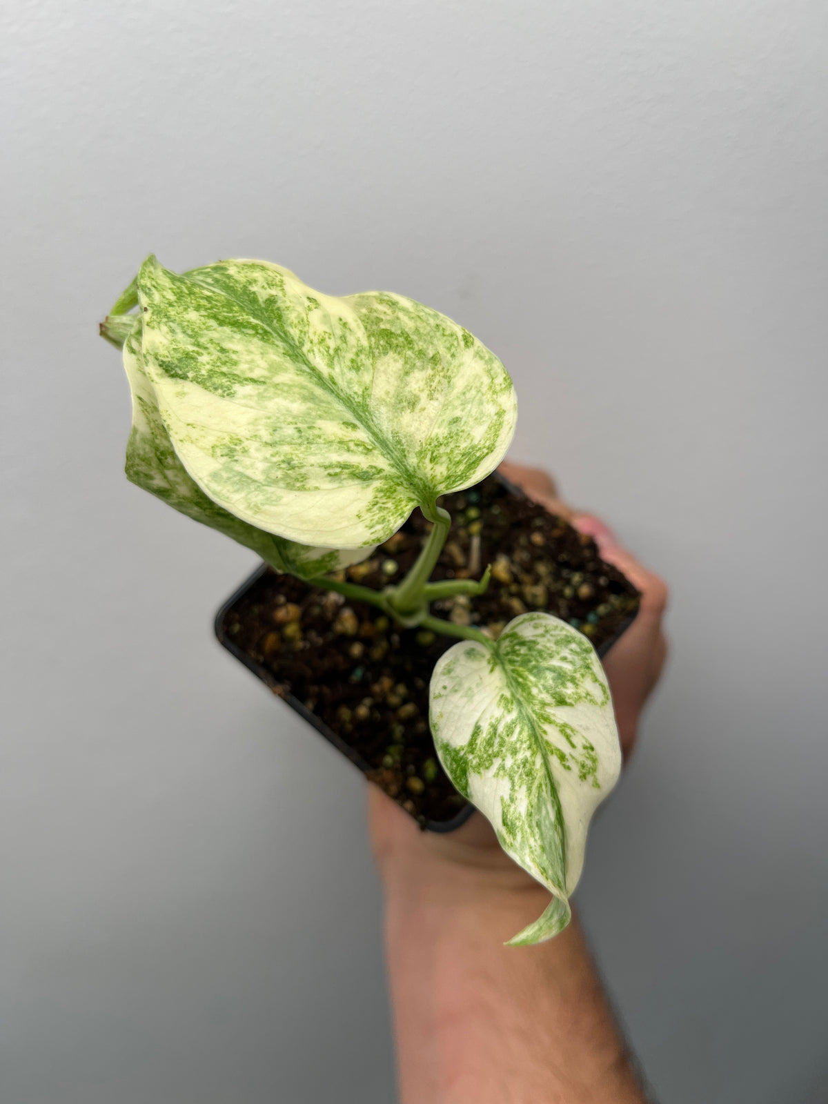 Monstera Deliciosa Legacy - Rare Variegated Monstera