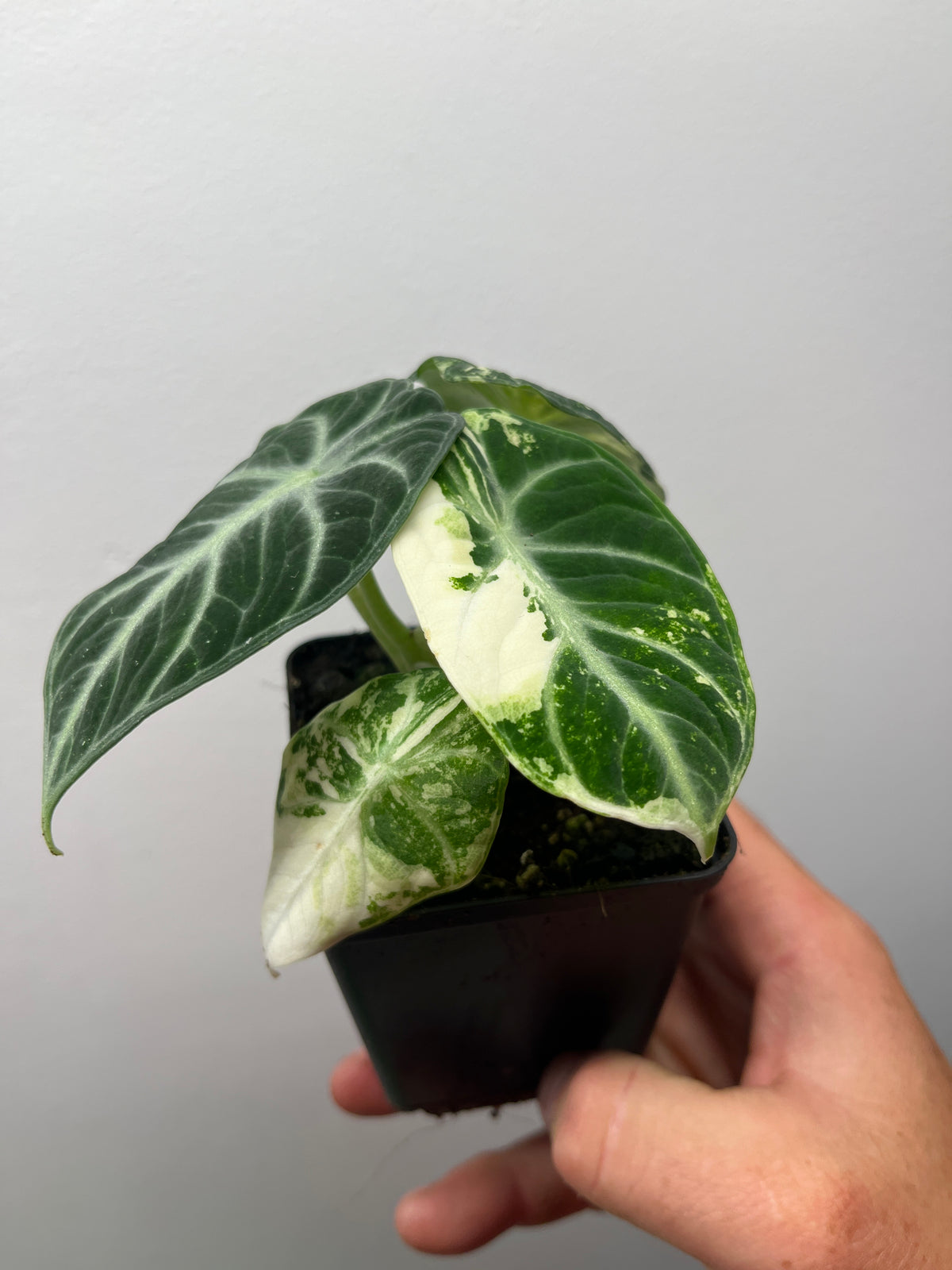 Alocasia Ninja Albo Variegated - Rare Variegated Aroid #2