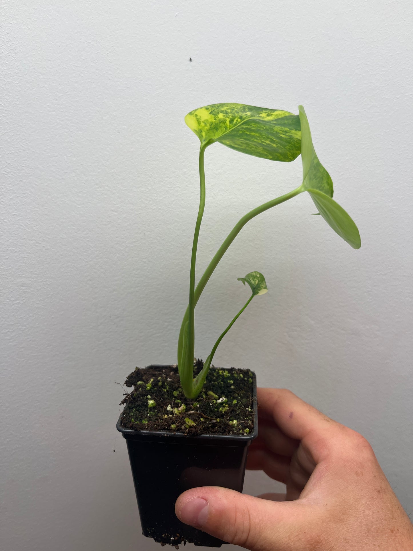Monstera Deliciosa Yellow Marilyn #1