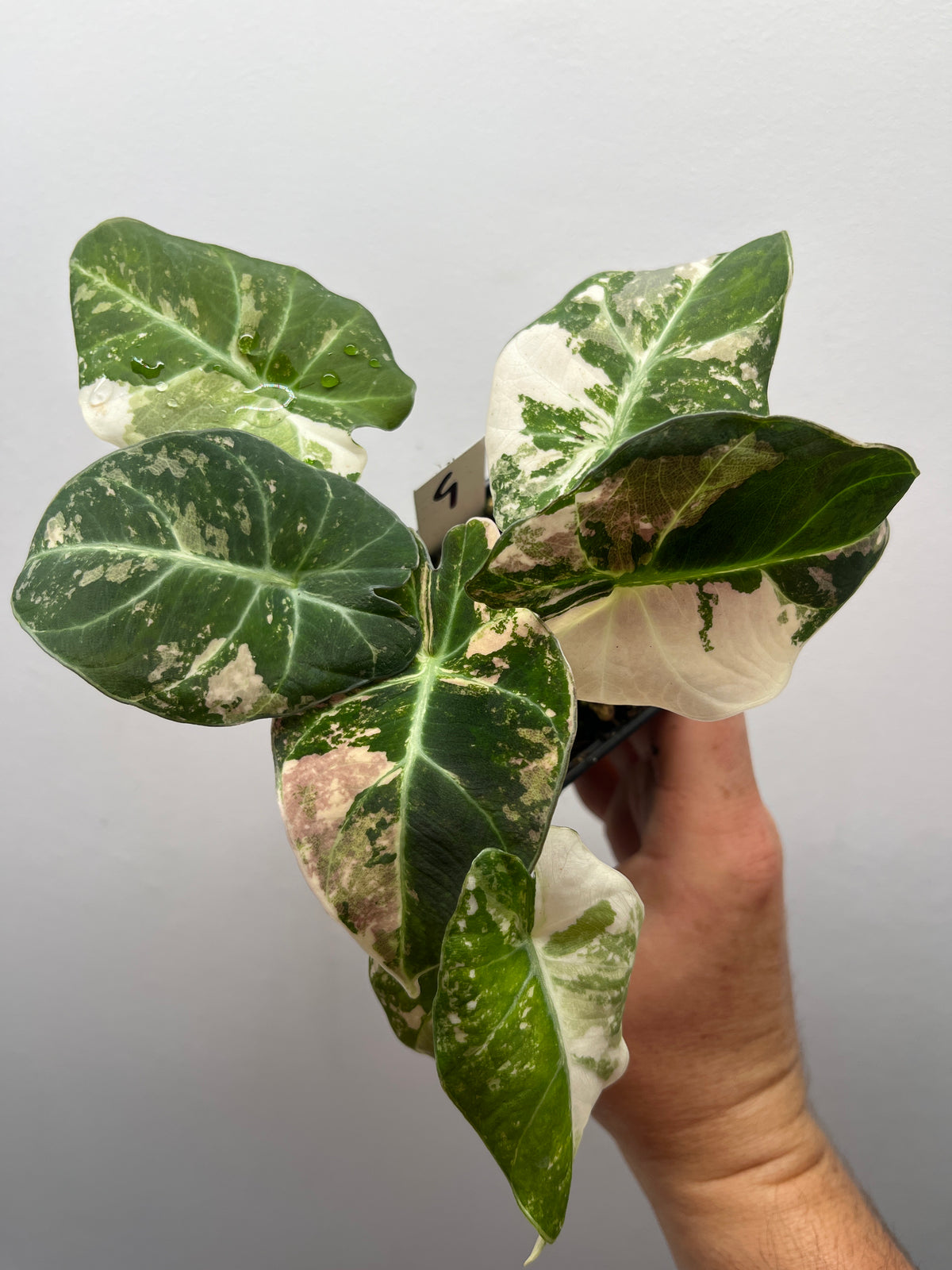 Alocasia Black Velvet Pink Variegated - Rare Aroid