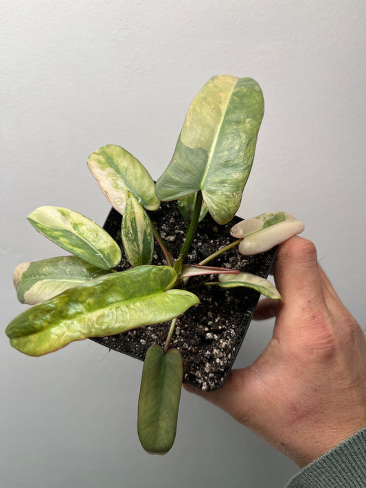 Philodendron Atabapoense Pink Variegated - Rare Aroid