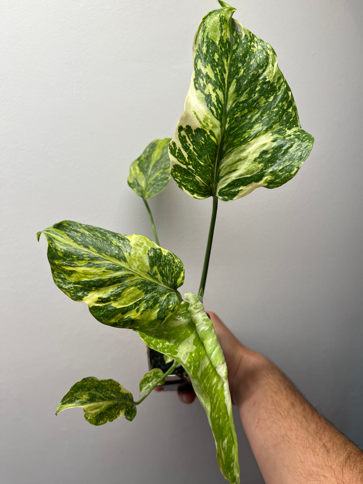 Monstera Deliciosa Electrolyte - Rare Variegated Monstera #1
