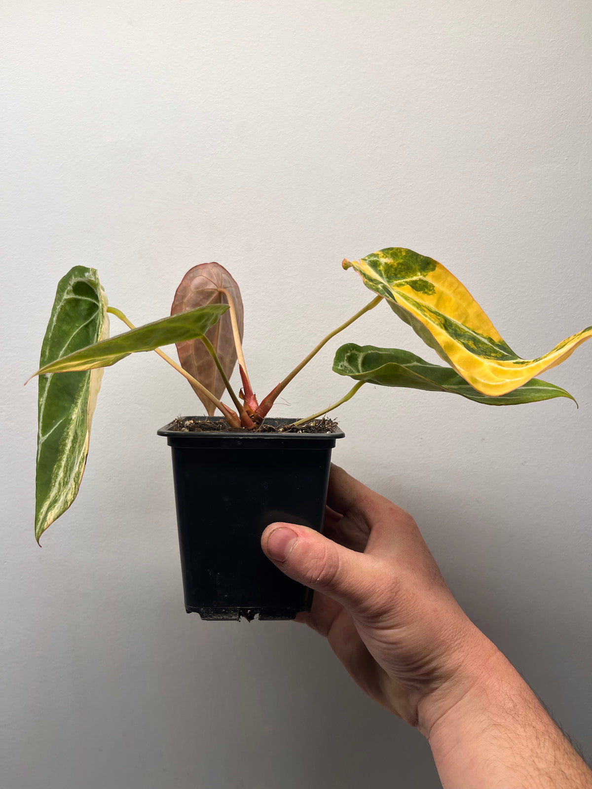 Anthurium Forgetii Hybrid Variegated - Rare Collector Plant