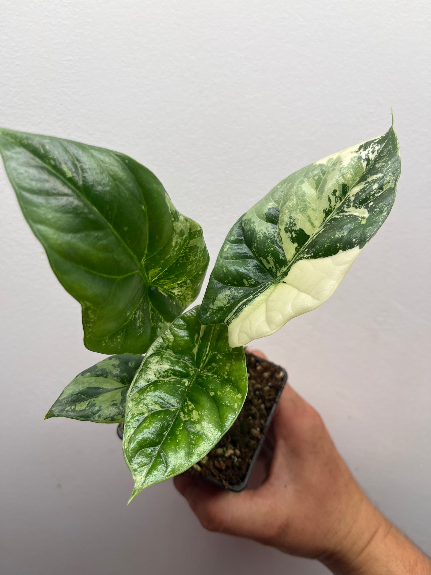 Alocasia Sinuata albo variegated #3